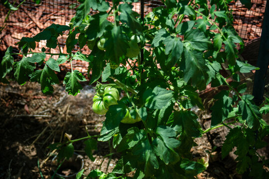 A Fresh Garden growing in a Squirrel Free Cage looking at tomatoes growing on vines tethered to the top of the cage with healthy grean leaves and stems 