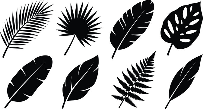 Tropical leaf silhouettes collection palm monstera fern banana leaves