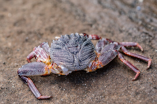 Grapsus tenuicrustatus,  thin-shelled rock crab or Natal lightfoot crab, is a species of decapod crustacean in the family Grapsidae. Lānaʻi Lookout, Honoulu, Oahu, Hawaii.  natal sally-light-foot crab