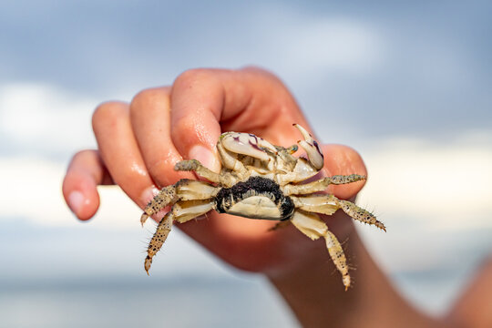 The thukuhar shore-crab (Metopograpsus thukuhar), alamihi crab, is a species of crab that lives in mangroves all over from Africa to Fiji. Ala Moana Regional Park, Honoulu, Oahu, Hawaii