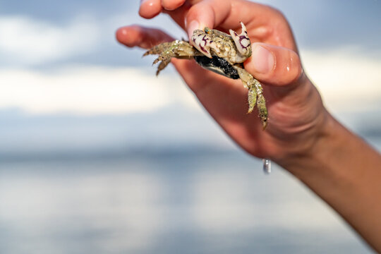 The thukuhar shore-crab (Metopograpsus thukuhar), alamihi crab, is a species of crab that lives in mangroves all over from Africa to Fiji. Ala Moana Regional Park, Honoulu, Oahu, Hawaii