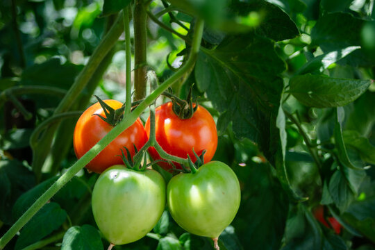 A Fresh Garden growing in a Squirrel Free Cage looking at tomatoes growing on vines tethered to the top of the cage with healthy grean leaves and stems 