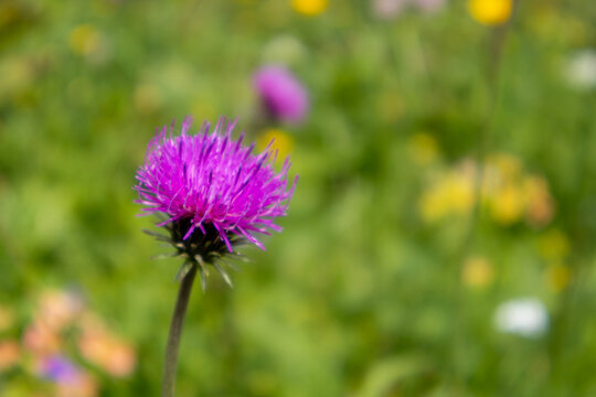Purple thistle flower in spring from Carpathian meadow