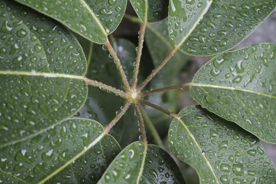 Roc&iacute;o de gotas de agua sobre una hoja de color verde en invierno.