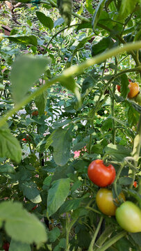 A Fresh Garden growing in a Squirrel Free Cage looking at tomatoes growing on vines tethered to the top of the cage with healthy grean leaves and stems 
