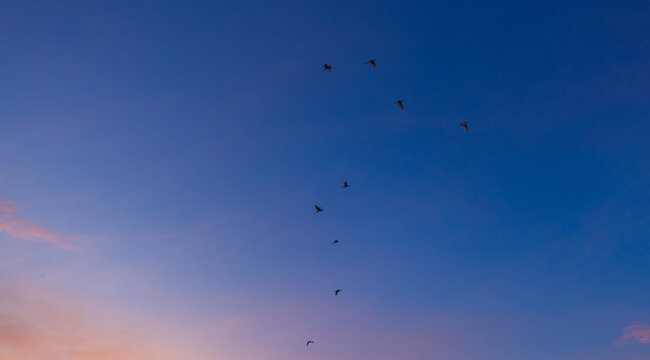Flock of birds flying in the dramatic sunset sky,A flock of birds flying gracefully across a colorful gradient sky during sunset, creating a serene and peaceful atmosphere symbolizing freedom, nature,