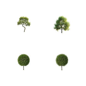 Four realistic trees collection isolated on transparent background for digital compositing