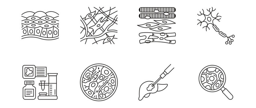 Human tissue and cell biology icon set, epithelial tissue, nerve cell neuron, lab research and medical biopsy linear outline concept, vector illustration.