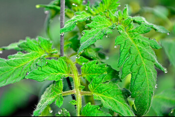 zielone liście pomidorów, pokryte kroplami rosy, rosa na liściach pomidorów, green tomato leaves covered in dew drops, dew on tomato leaves © kateej