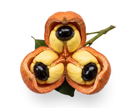 Freshly harvested ackee fruit pods split open with yellow arils and seeds isolated on white studio backdrop