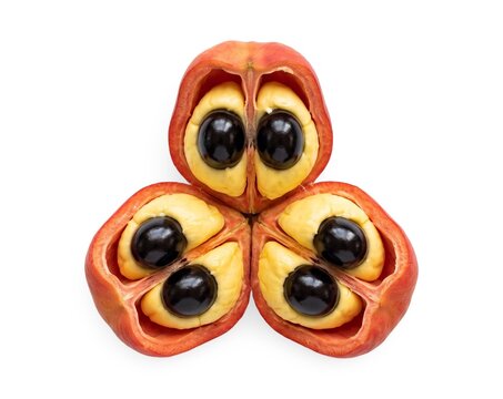Freshly harvested ackee fruit pods split open with yellow arils and seeds isolated on white studio backdrop