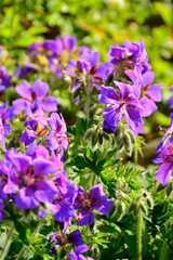 bodziszek wspaniały, fioletowe kwiaty bodziszka, kwitnący bodziszek, Geranium × magnificum, purple cranesbill, geranium blossom, geranium magnificum violet flowers, cranesbill geranium flowers © kateej