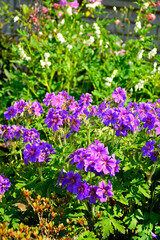 bodziszek wspaniały, fioletowe kwiaty bodziszka, kwitnący bodziszek, Geranium × magnificum, purple cranesbill, geranium blossom, geranium magnificum violet flowers, cranesbill geranium flowers © kateej