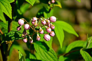 Żylistek mieszańcowy 'Strawberry Fields' (Deutzia ×hybrida), pąki kwiatowe żylistka mieszańcowego, Deutzia Strawberry Fields, Deutzia bush with pink flowers, Deutzia bush variety Strawberry Fields © kateej