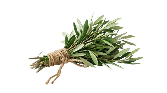 A bundle of fresh olive tree branches tied with twine isolated on transparent background