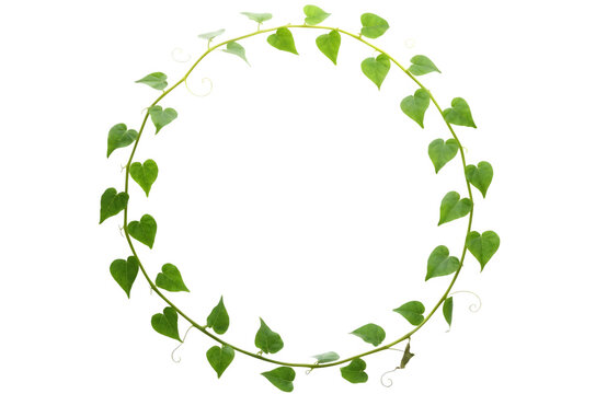 Heart shaped leaves of a vine arranged in a circle isolated on transparent background