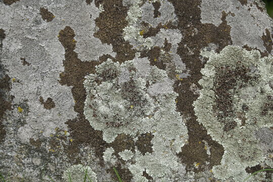 The image shows various lichens, which are symbiotic organisms consisting of fungi and algae or cyanobacteria. Textures and backgrounds. An old stone by the road.