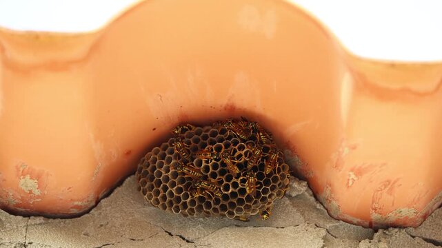 Close up of wasps and wasp nest hidden under an onduline corrugated roof sheet
