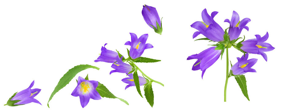 Campanula flower isolated on white background. Top view with copy space for your text. Flat lay
