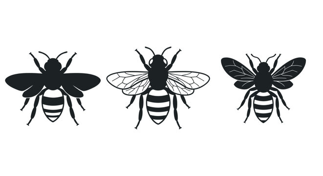 Black and white illustrations of various bee species and anatomy