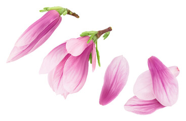Pink magnolia flower isolated on white background with full depth of field. Top view. Flat lay © kolesnikovserg