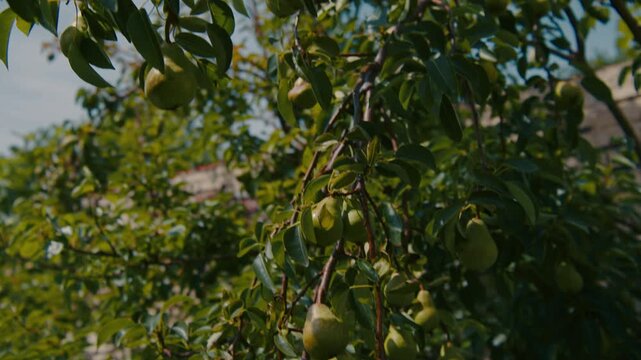 Pears Growing in a garden Tilt down