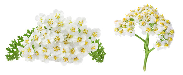 fresh yarrow flowers isolated on white background © kolesnikovserg