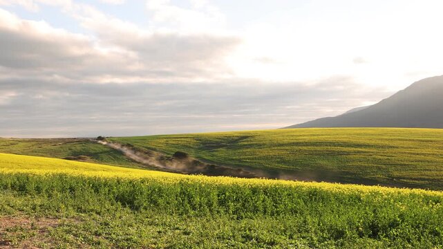 beautiful rolling fields of canola crops, Stanford, South Africa at sunset