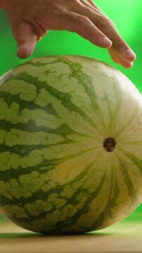 Man cutting watermelon - cut piece with knife. Young watermelons Citrullus lanatus. Topic - melons and gourds, farmer cultivation of watermelons