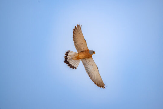 Male Lesser Kestrel soaring against a deep blue sky in Kuwait
