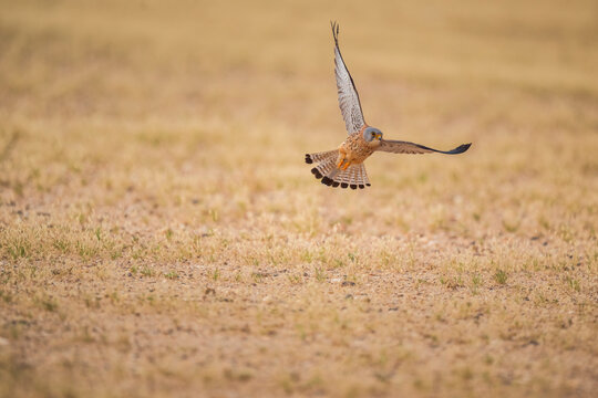 Male Lesser Kestrel in flight above dry grassland in Kuwait