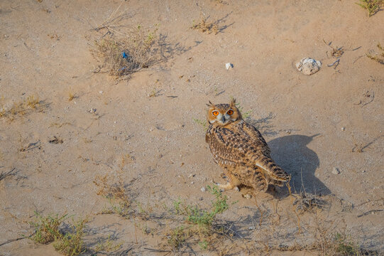 Pharaoh Eagle-Owl standing on sunlit desert ground with a long shadow