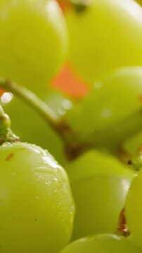Red grape, spanish supermarket food, Close-up green grape cluster on vine in the vineyard. Stock Photo