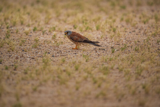 Male Lesser Kestrel standing on stony desert ground in Kuwait