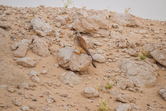 Male Lesser Kestrel perched on pale desert rocks in Kuwait