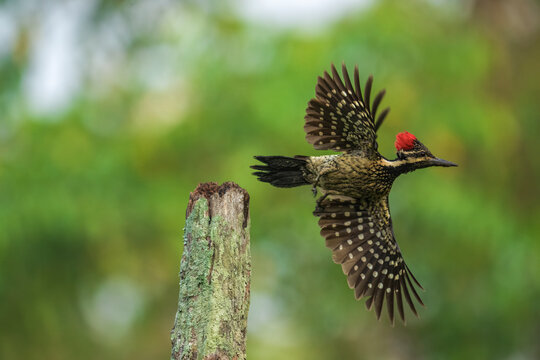 Black-rumped Flameback woodpecker taking off from a mossy tree stump