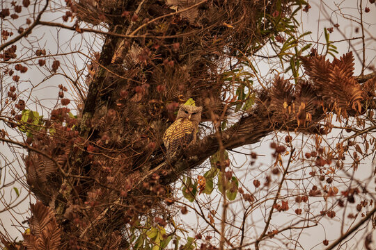 Pharaoh Eagle-Owl roosting hidden among the branches of a desert tree