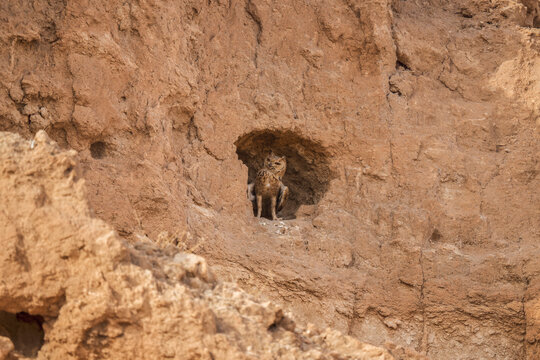 Pharaoh Eagle-Owl sheltering inside a burrow in a sandy desert cliff