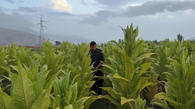 A man stands among mature green tobacco plants, healthy and ready for harvest.