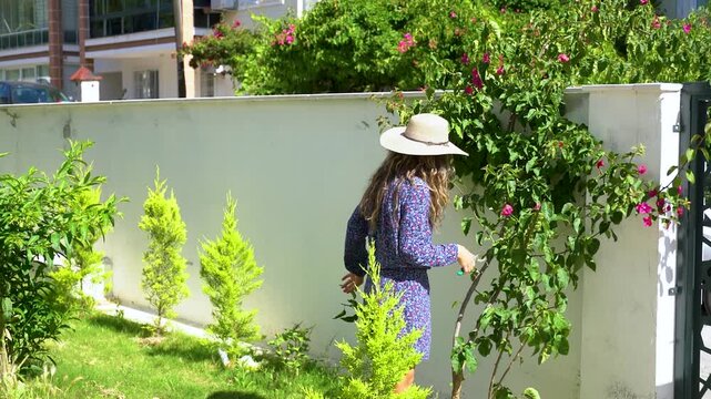 Woman pruning bougainvillea flowers with shears in sunny garden