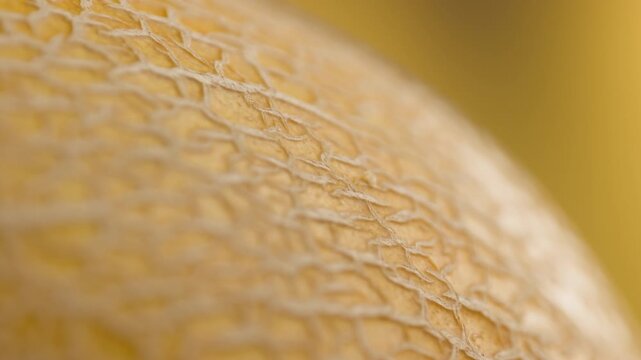 Melon close up, man cutting Watercolor of a whole melon and slice, summer juicy fruit