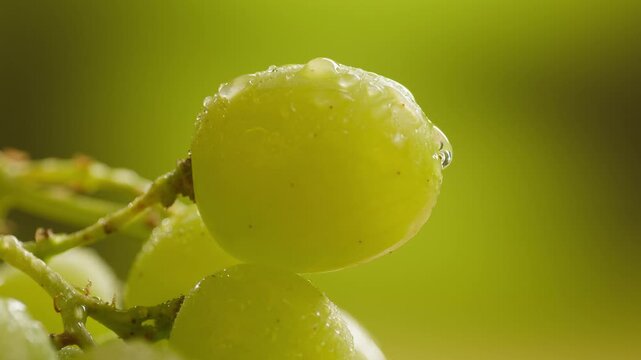 Red grape, spanish supermarket food, Close-up green grape cluster on vine in the vineyard. Stock Photo