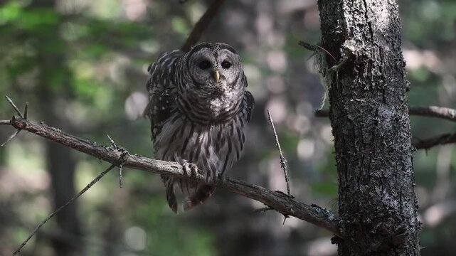 A barred owl hooting in a forest 