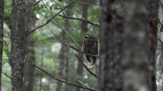 A barred owl hooting in a forest 