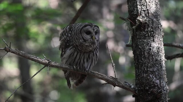 A barred owl hooting in a forest 