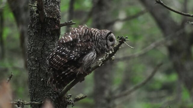 A barred owl hooting in a forest 