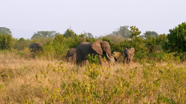 Family african elephants with baby calf together grazing in tall dry grass wild savanna. Highlighting strong social bonds and majestic presence these animals. Elephants hide behind the dominant male