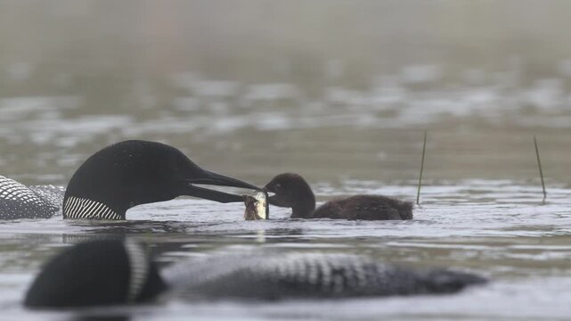 A common loon at sunrise