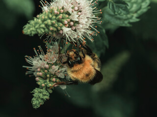 Macro close up of a fuzzy bumblebee pollinating white mint flowers in a garden during the vibrant summer season © Donald
