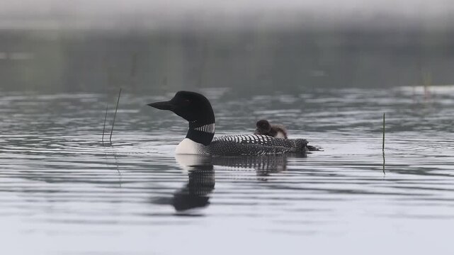 A common loon at sunrise